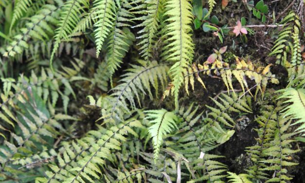 Asplenium dissectum