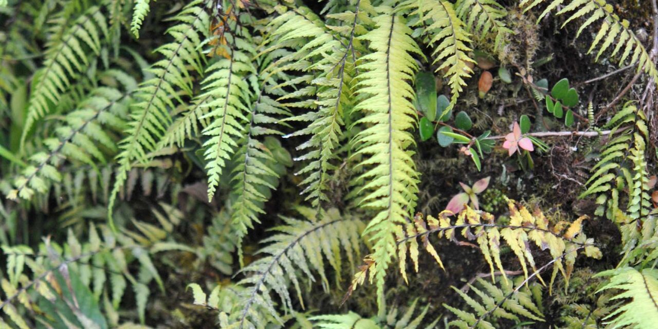 Asplenium dissectum