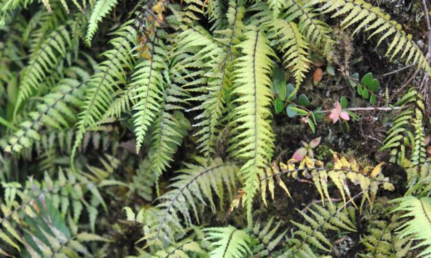 Asplenium dissectum