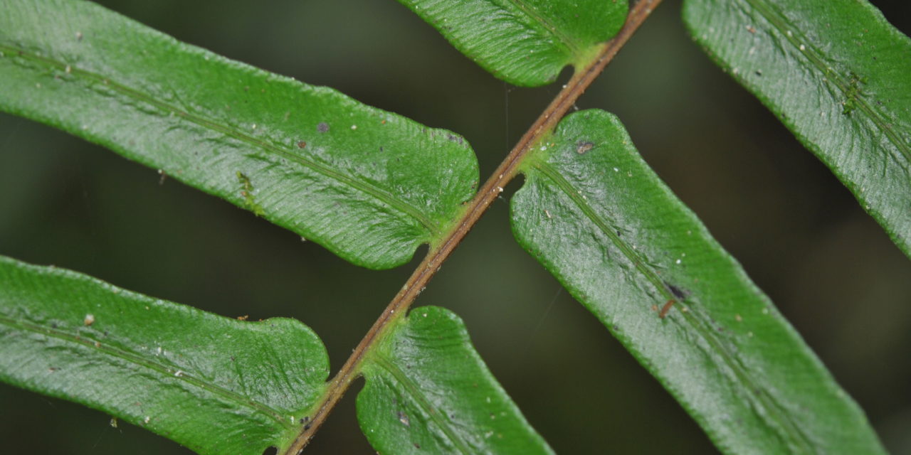 Blechnum occidentale