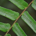 Blechnum occidentale