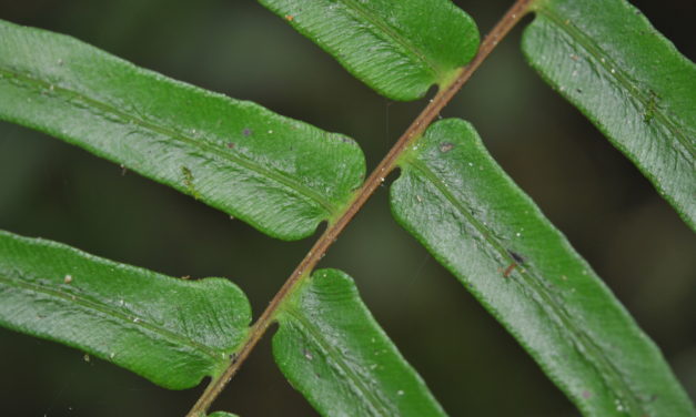 Blechnum occidentale