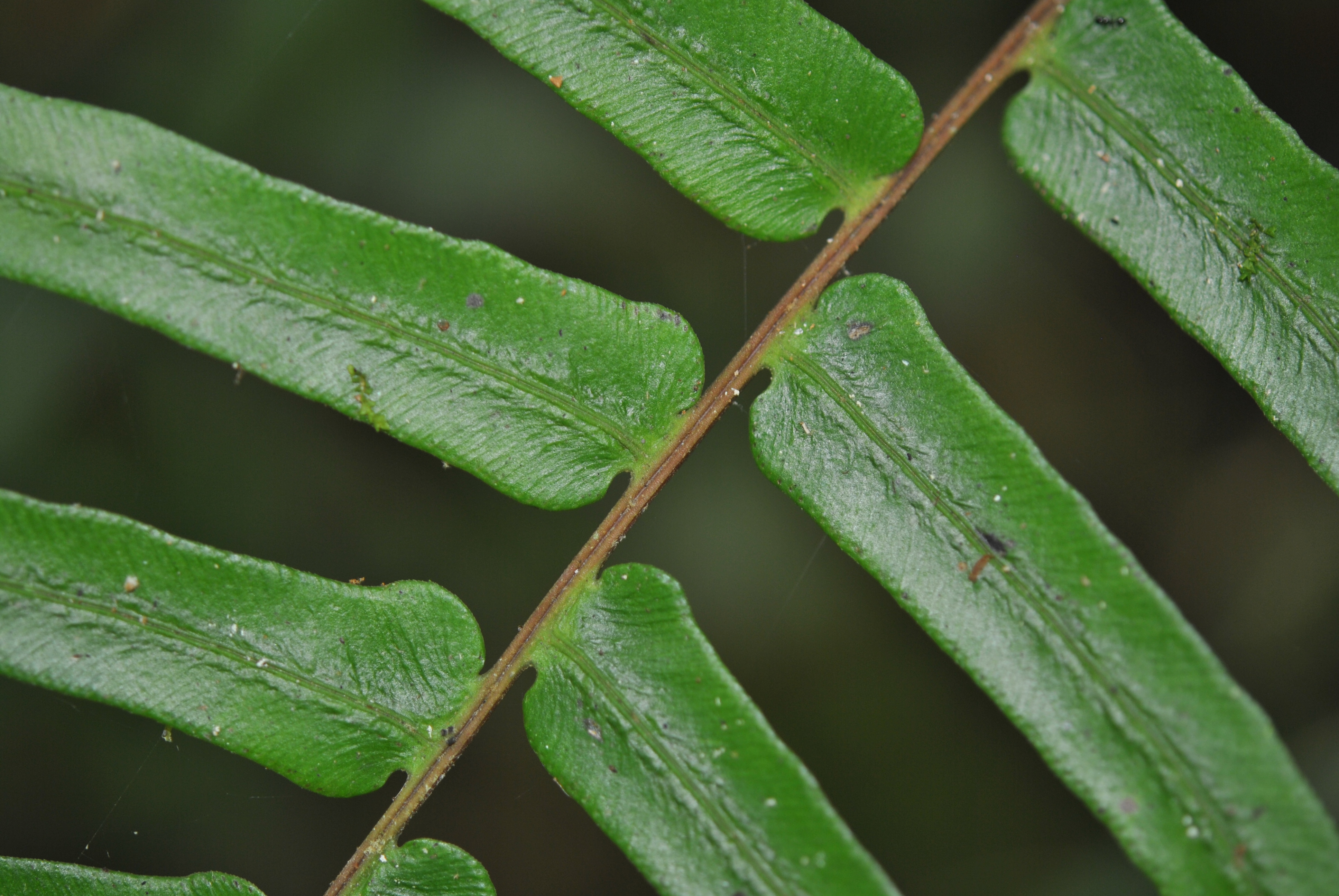 Blechnum occidentale