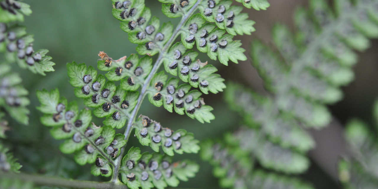 Dryopteris nubigena