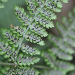 Dryopteris nubigena