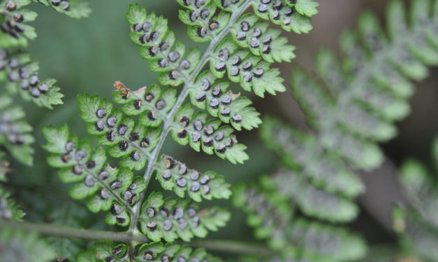 Dryopteris nubigena