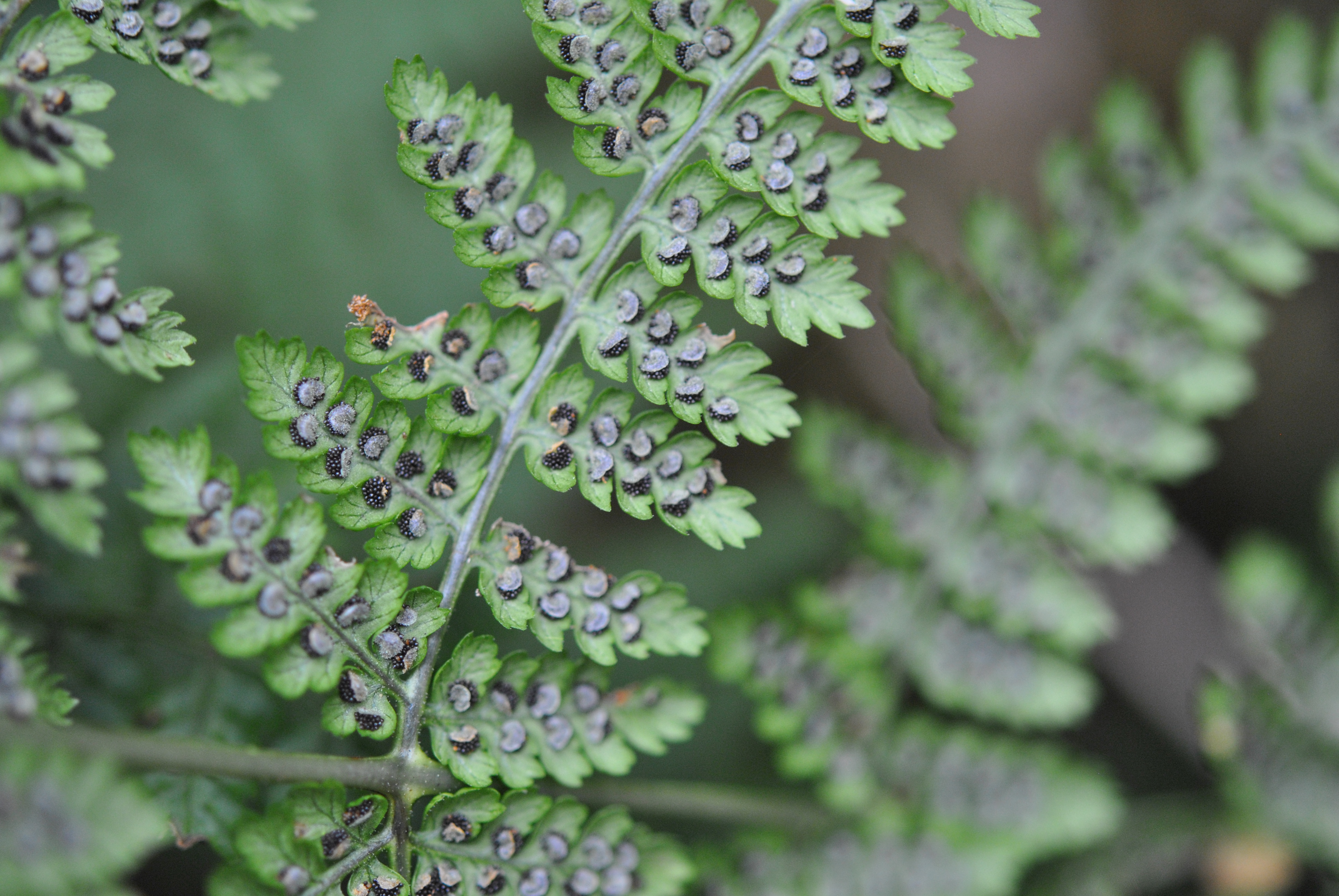 Dryopteris nubigena