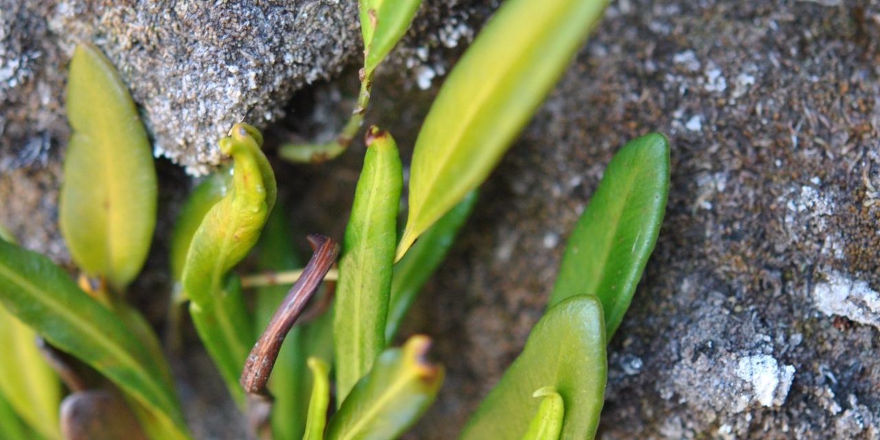 Elaphoglossum gayanum