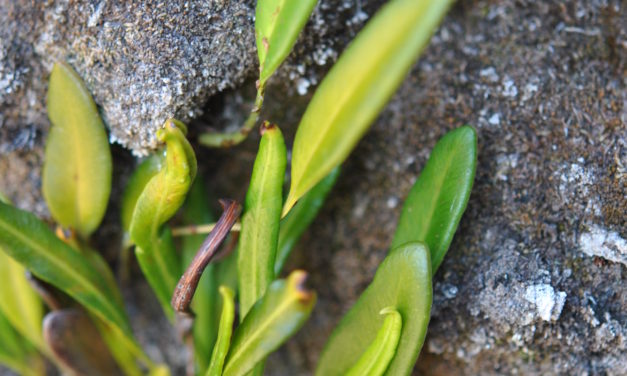 Elaphoglossum gayanum