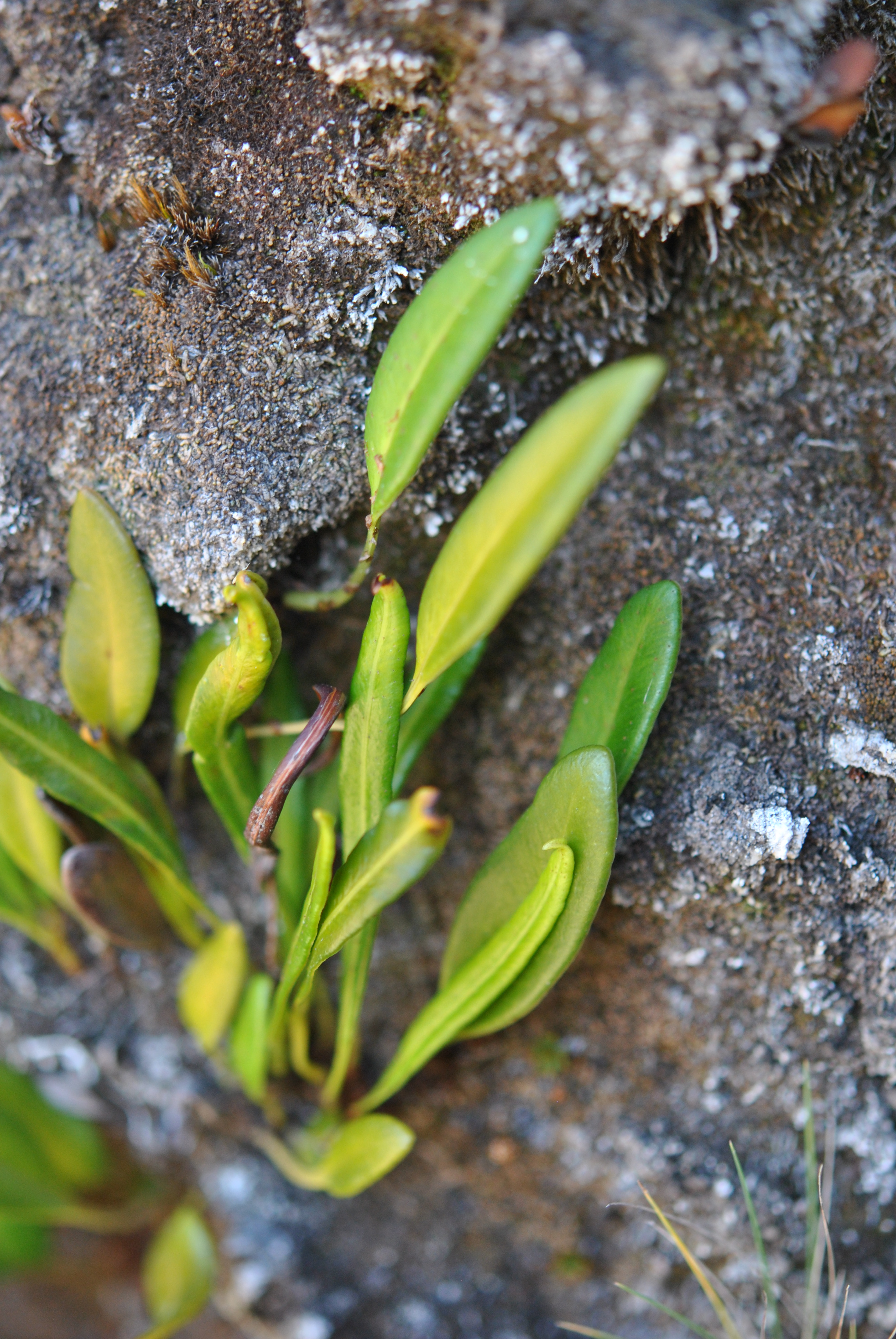 Elaphoglossum gayanum