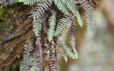 Galactodenia subscabra
