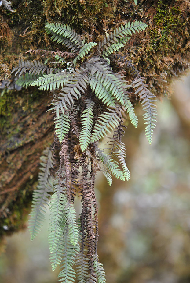 Galactodenia subscabra