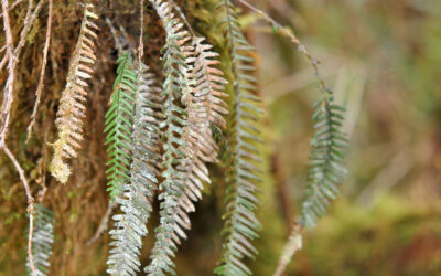 Melpomene pilossisima