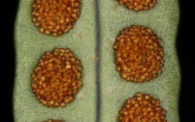 Microgramma squamulosa