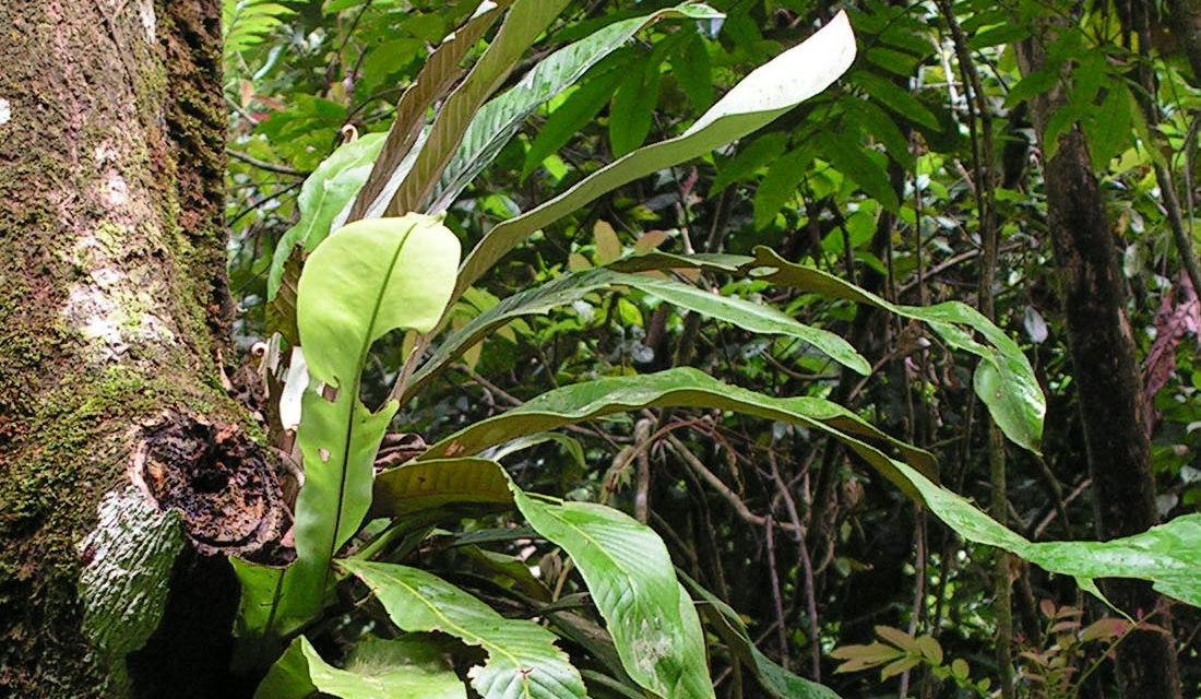 Pyrrosia platyphylla