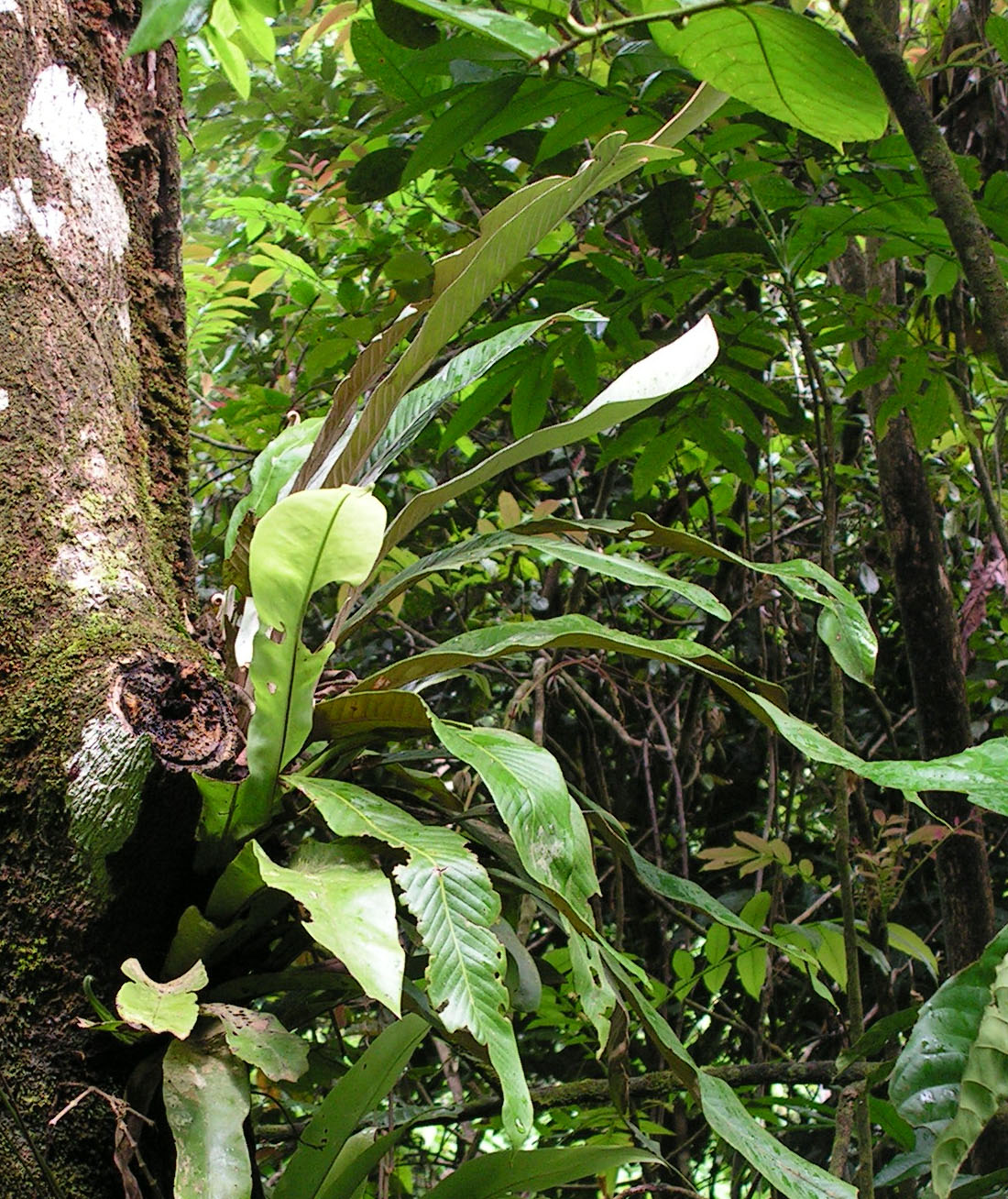 Pyrrosia platyphylla