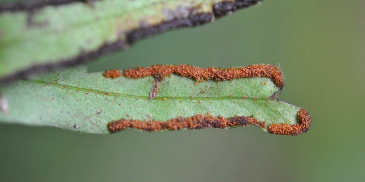 Pleopeltis christensenii