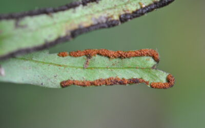 Pleopeltis christensenii