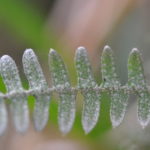 Pleopeltis furfuraceum