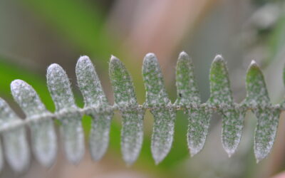 Pleopeltis furfuraceum