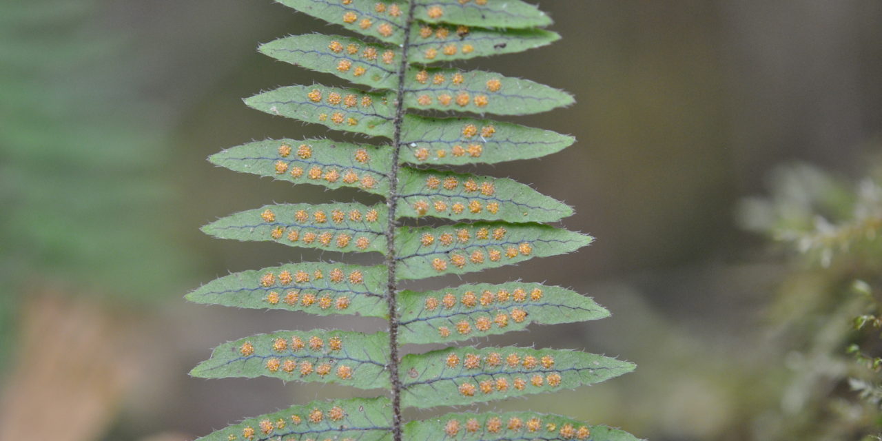 Polypodium ursipes