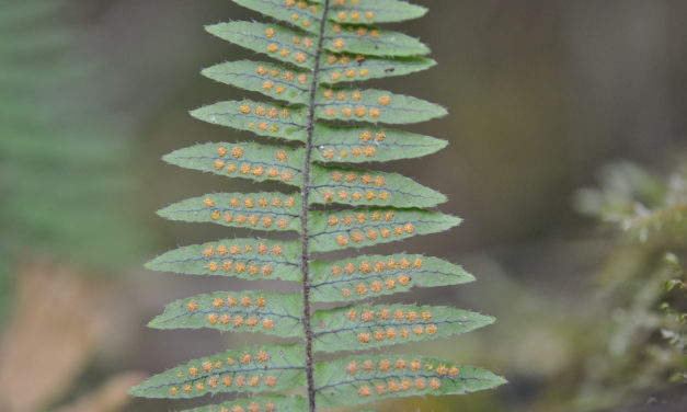 Polypodium ursipes