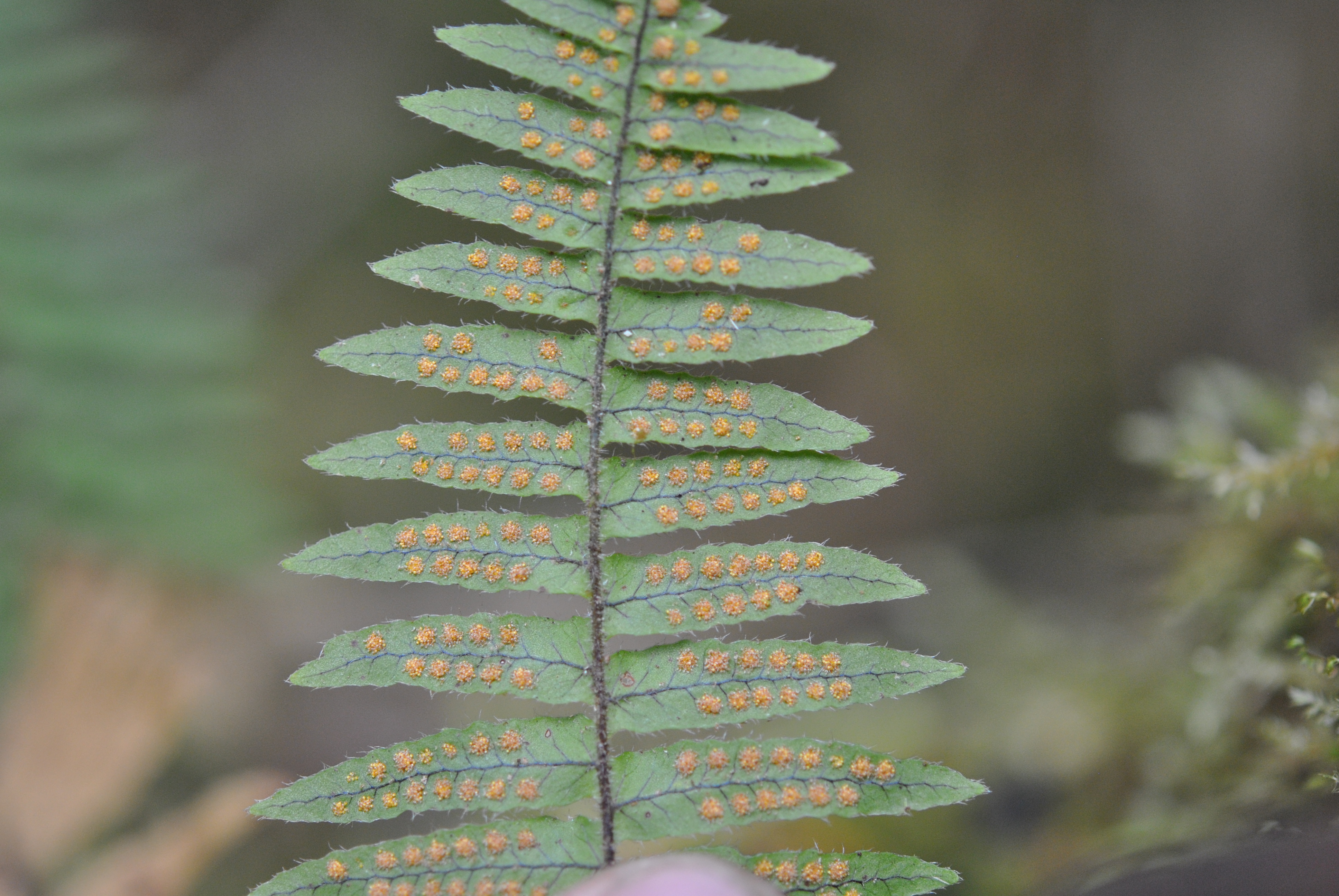 Polypodium ursipes