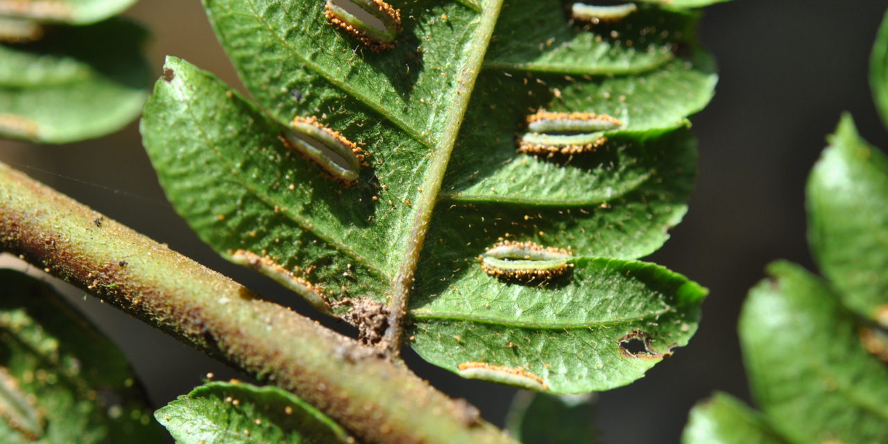 Pteris podophylla