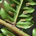 Pteris podophylla