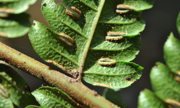 Pteris podophylla