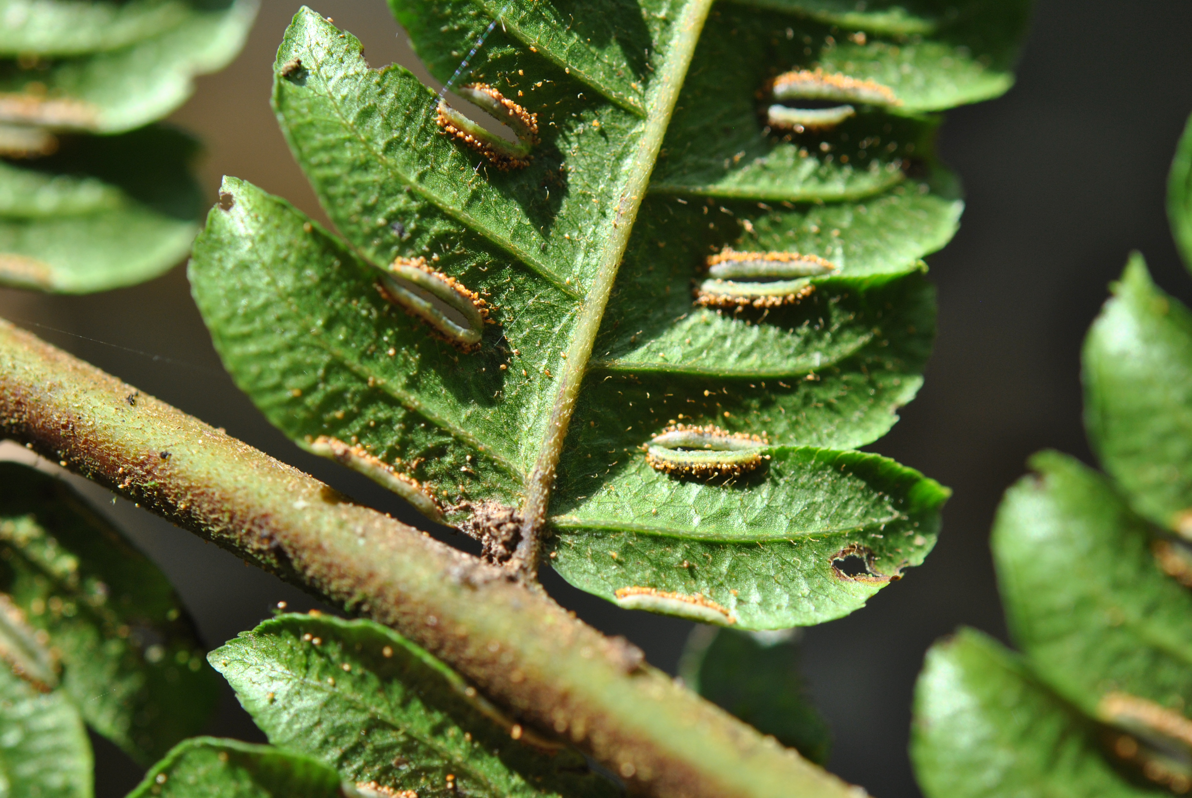 Pteris podophylla