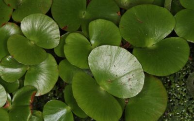 Regnellidium diphyllum