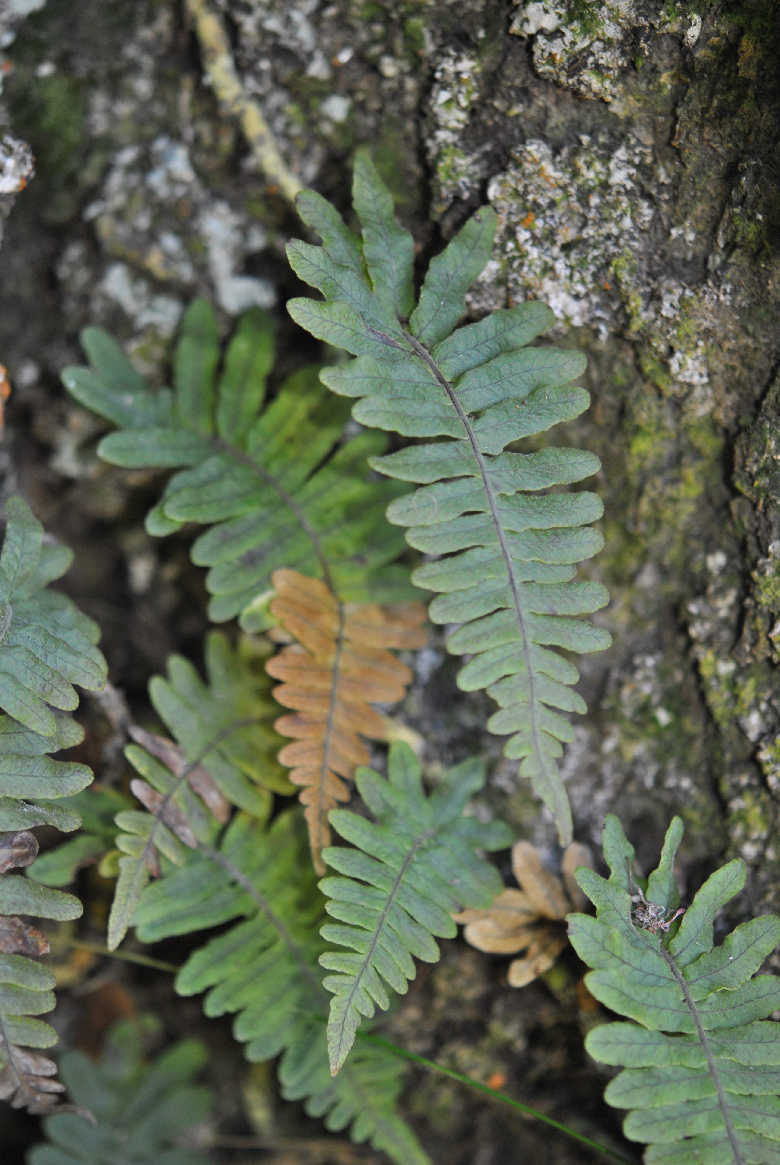 Serpocaulon eleutherophlebium, vel. aff.