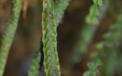 Stenogrammitis jamesonii