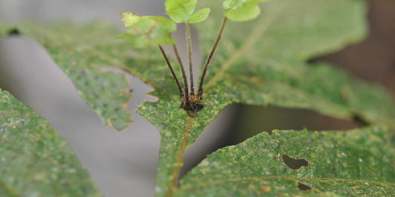 Tectaria vivipara