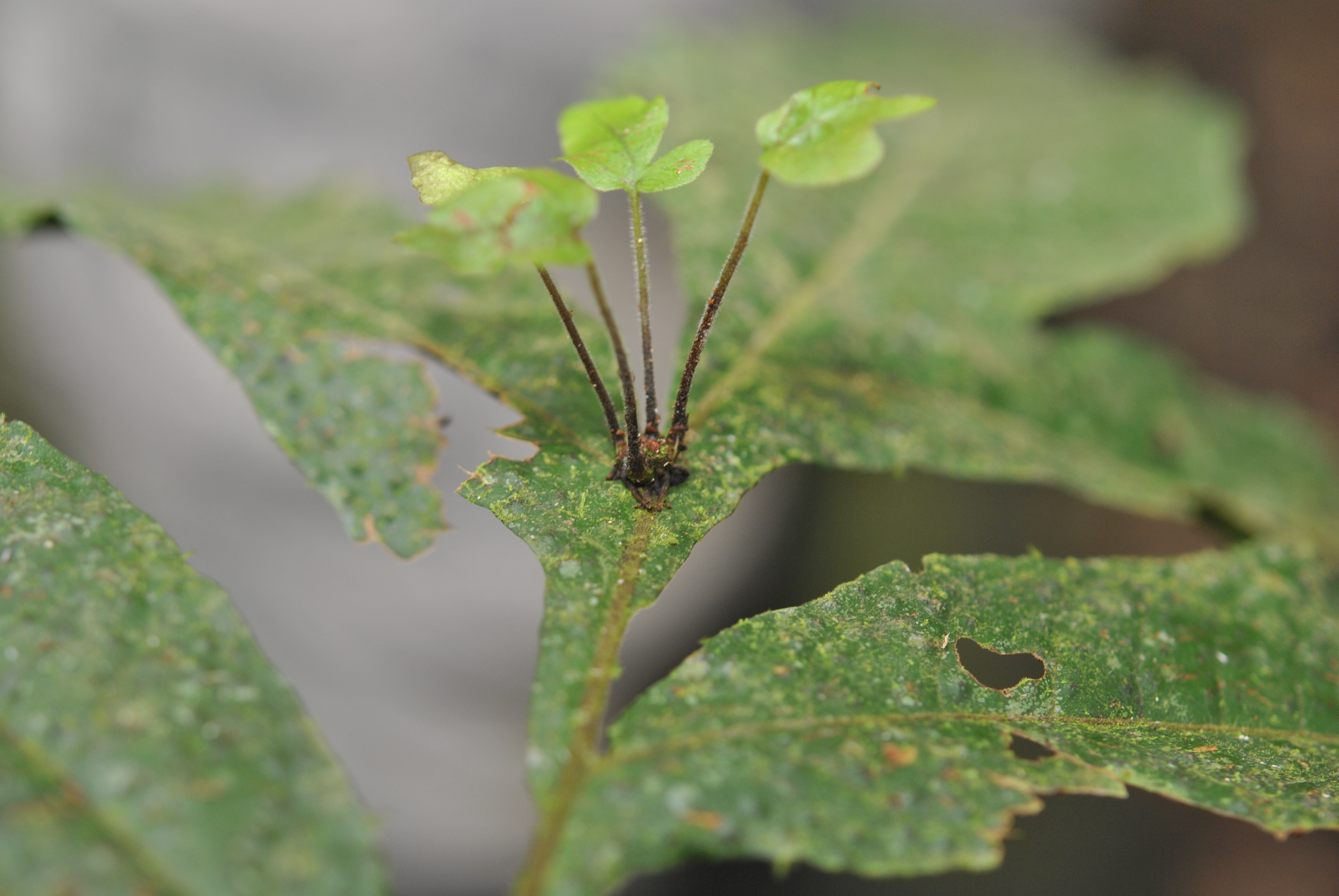 Tectaria vivipara