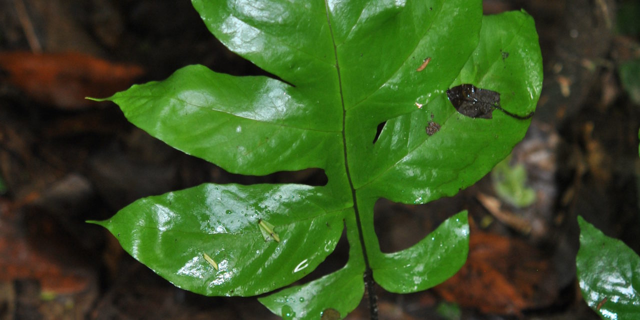 Hypoderris nicotianifolia