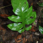 Hypoderris nicotianifolia