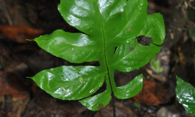 Hypoderris nicotianifolia