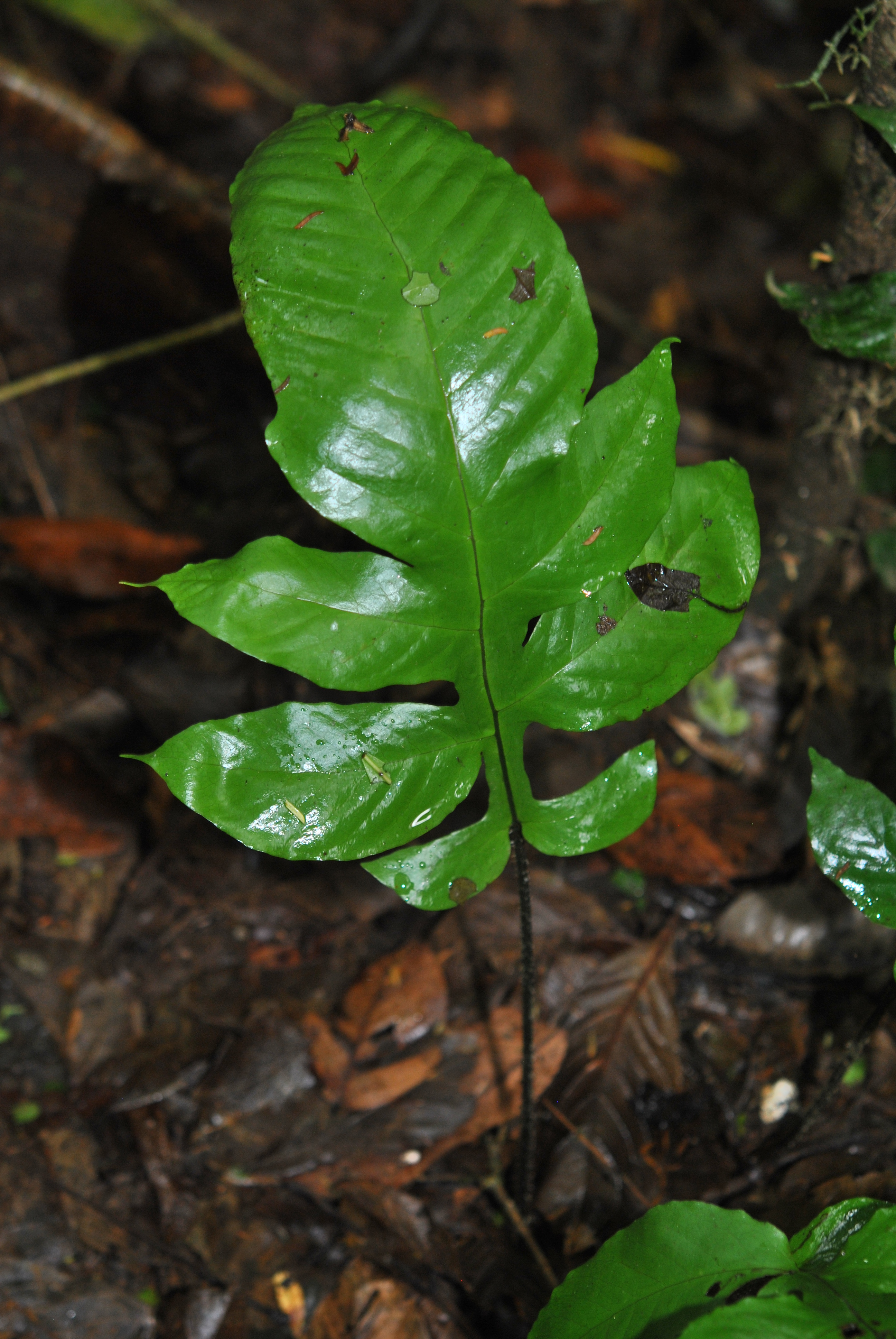 Hypoderris nicotianifolia