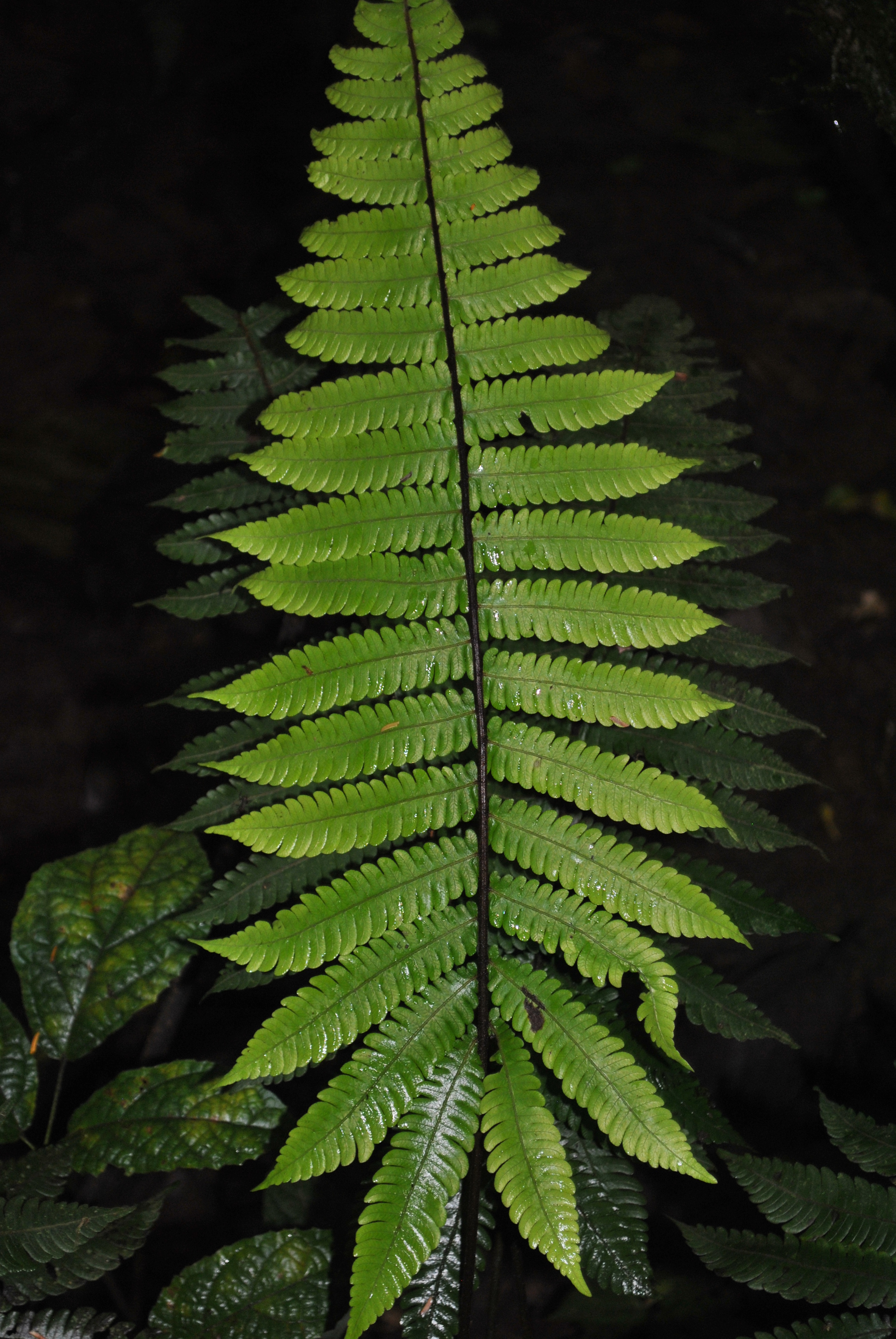 Goniopteris curta