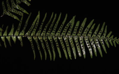 Oreogrammitis longiceps