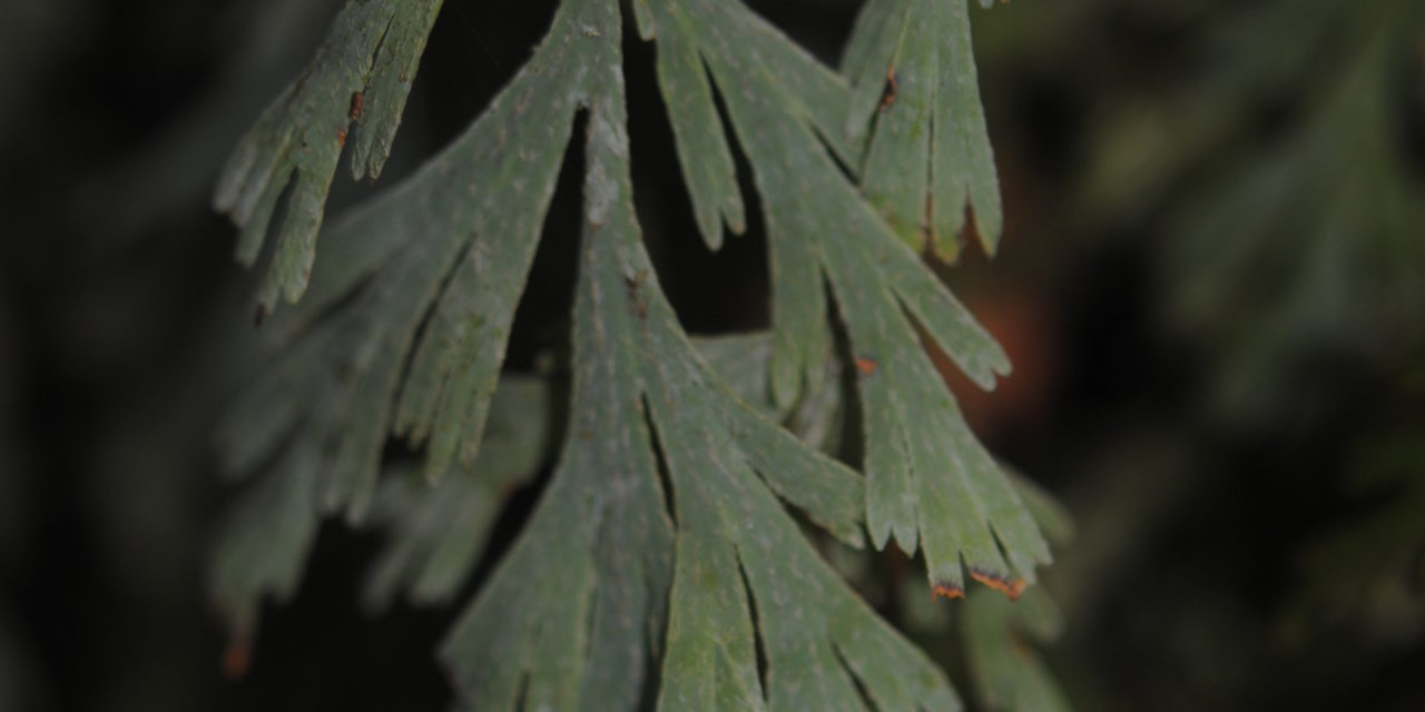 Hymenophyllum pallidum