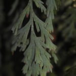 Hymenophyllum pallidum