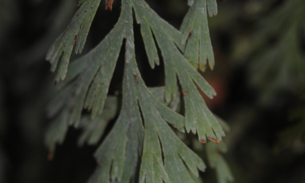 Hymenophyllum pallidum