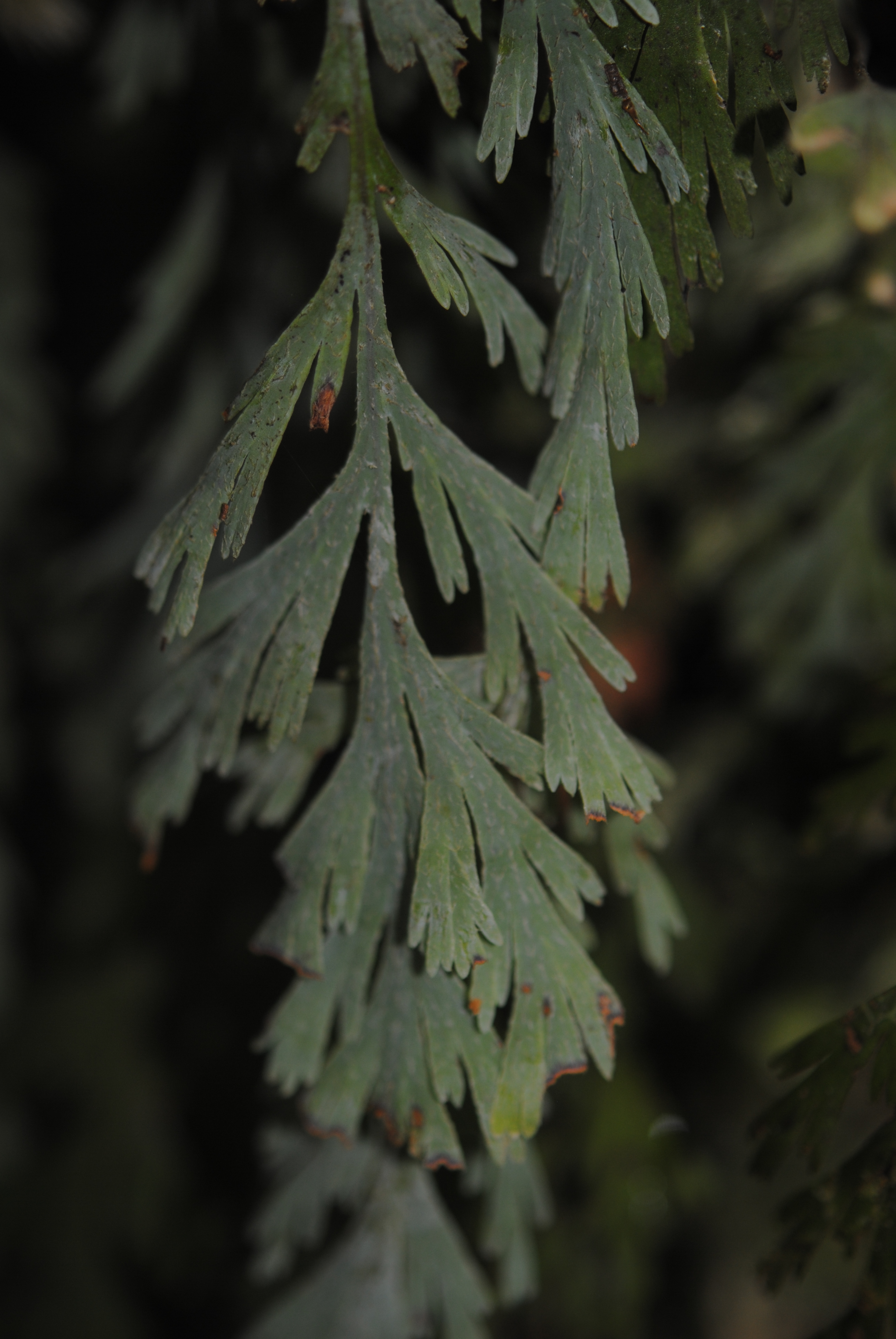 Hymenophyllum pallidum