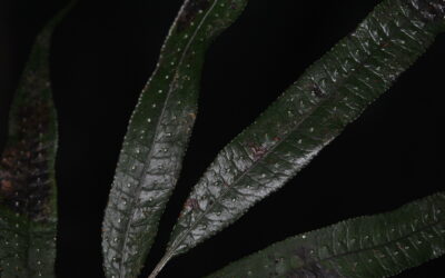 Selliguea albidosquamata