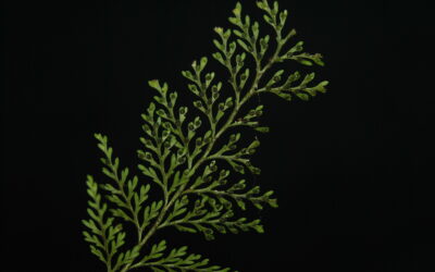 Tomophyllum millefolium