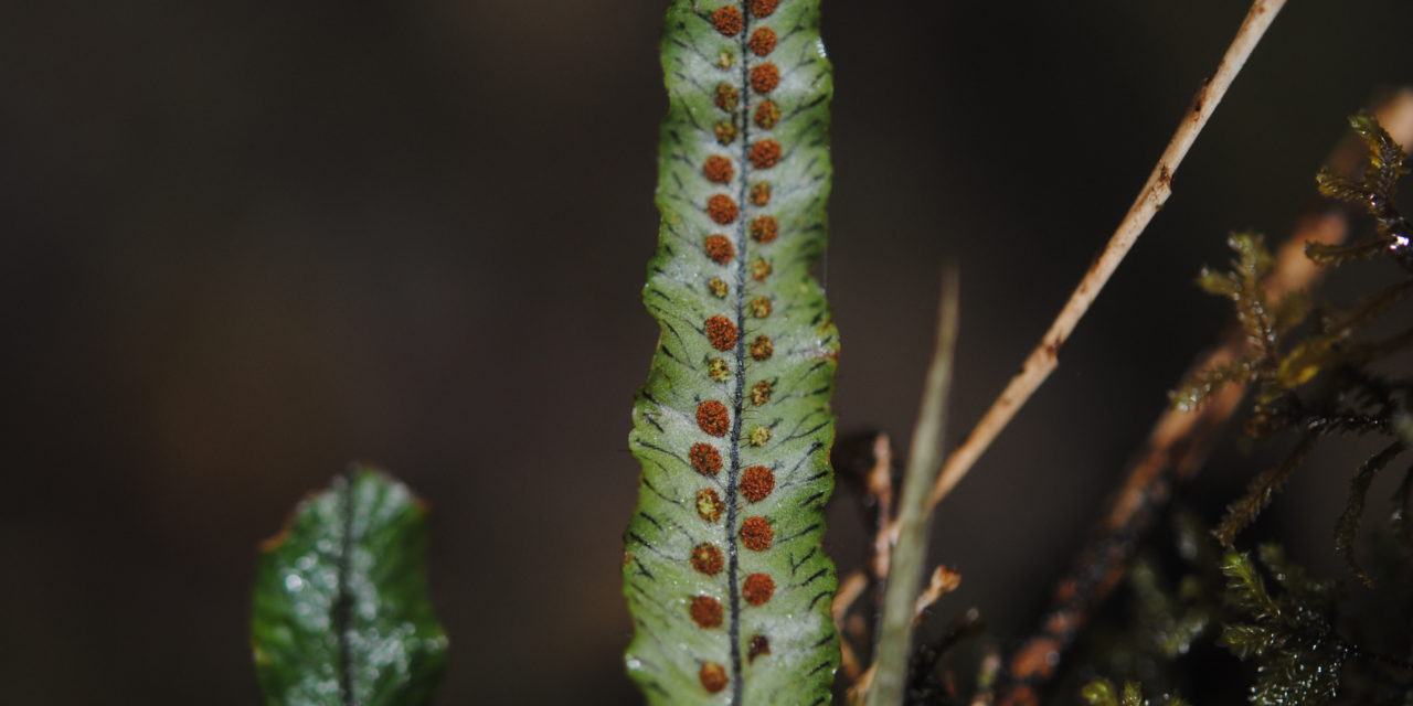 Oreogrammitis knutsfordiana