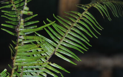 Themelium integripaleatum